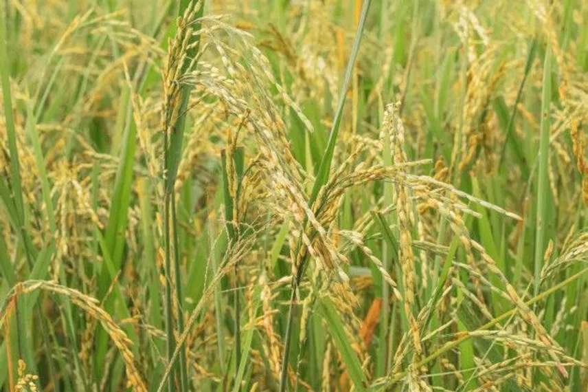 Капитал - В Туркестанской области выявили 203 факта перехода на влагоемкие культуры без согласования 