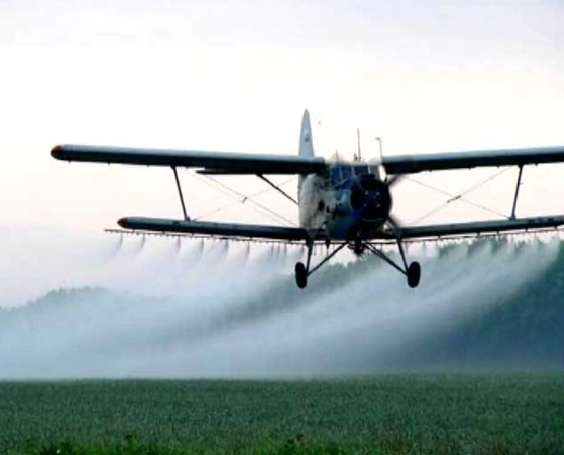 В Казахстане на борьбу с саранчой выделено 3,7 млрд тенге - Image Kapital.kz