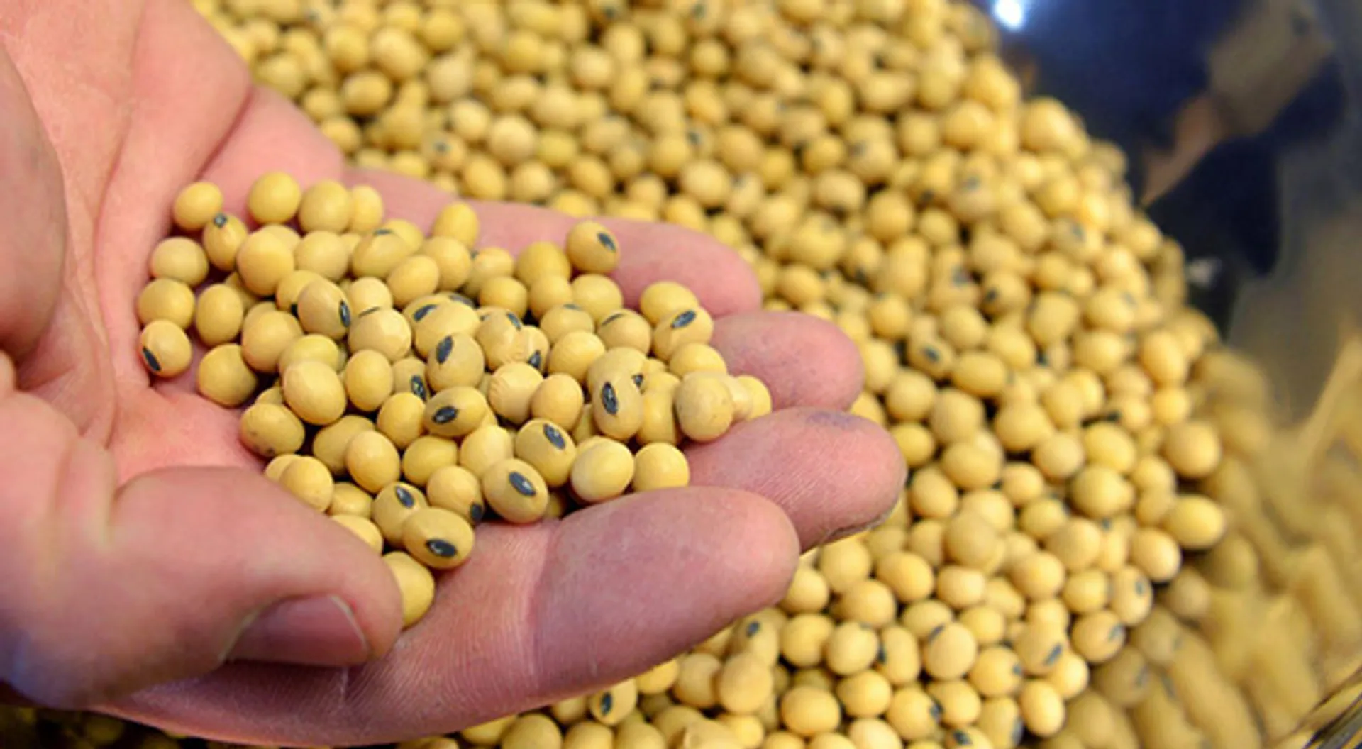 Капитал - Производство соя-бобов в Австралии упало