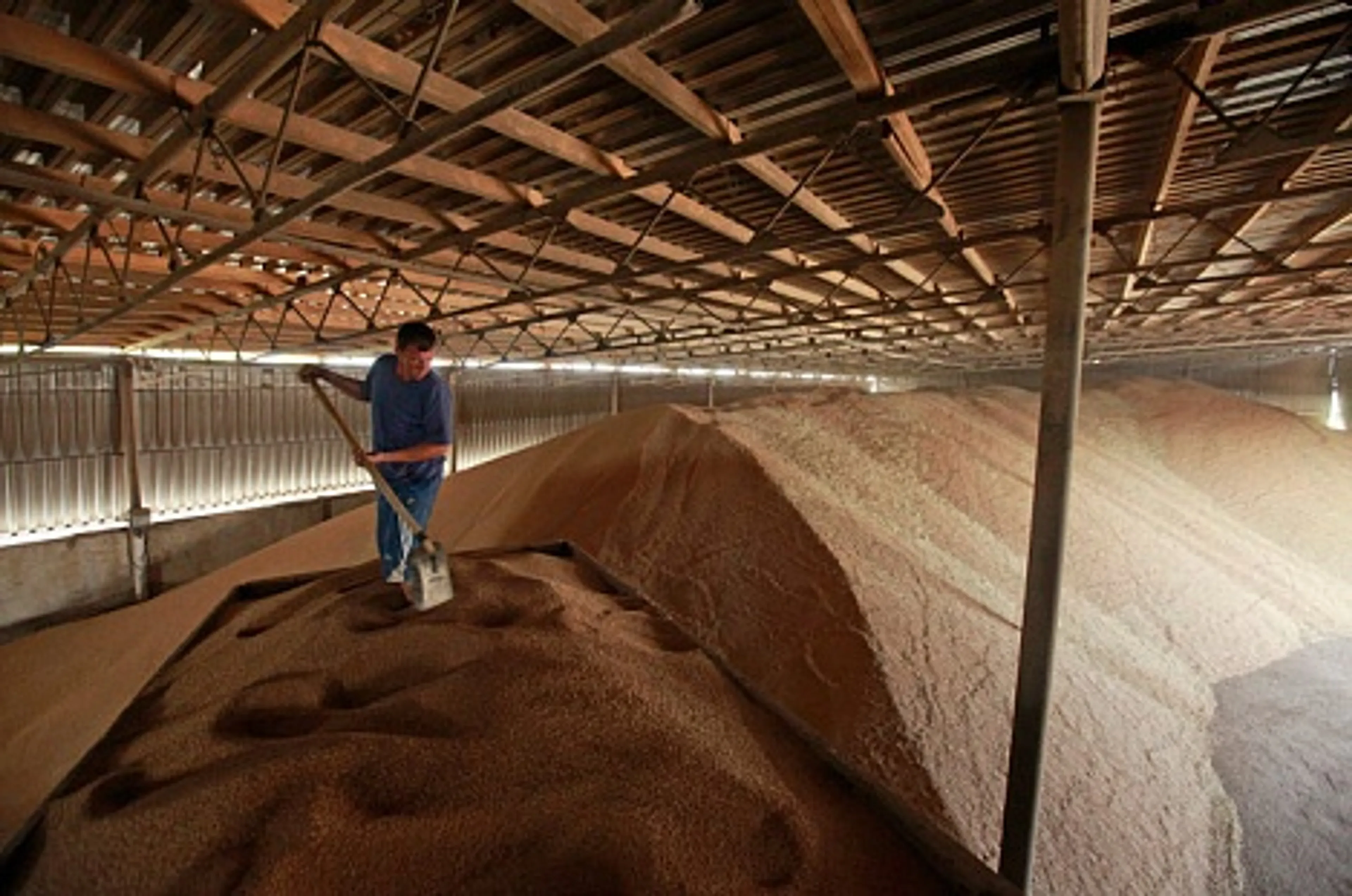 Капитал - Биржа ЕТС подвела итоги торгов зернового рынка за январь