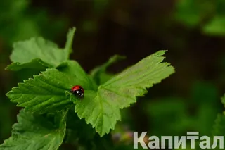 Капитал - Штрафы для предприятий за несоблюдение эконорм увеличили