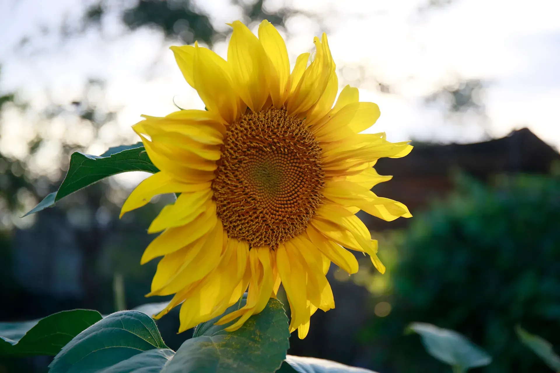 Новый семенной завод в ВКО снизит зависимость от импорта