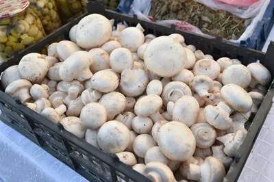 Инвестцентр «Оңтүстік» прокредитует грибную ферму