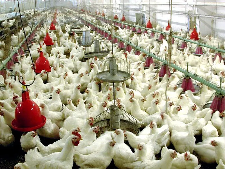 Капитал - Птицеводы Казахстана терпят убытки