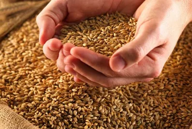 МСХ намерено внедрить электронный реестр зерновых расписок