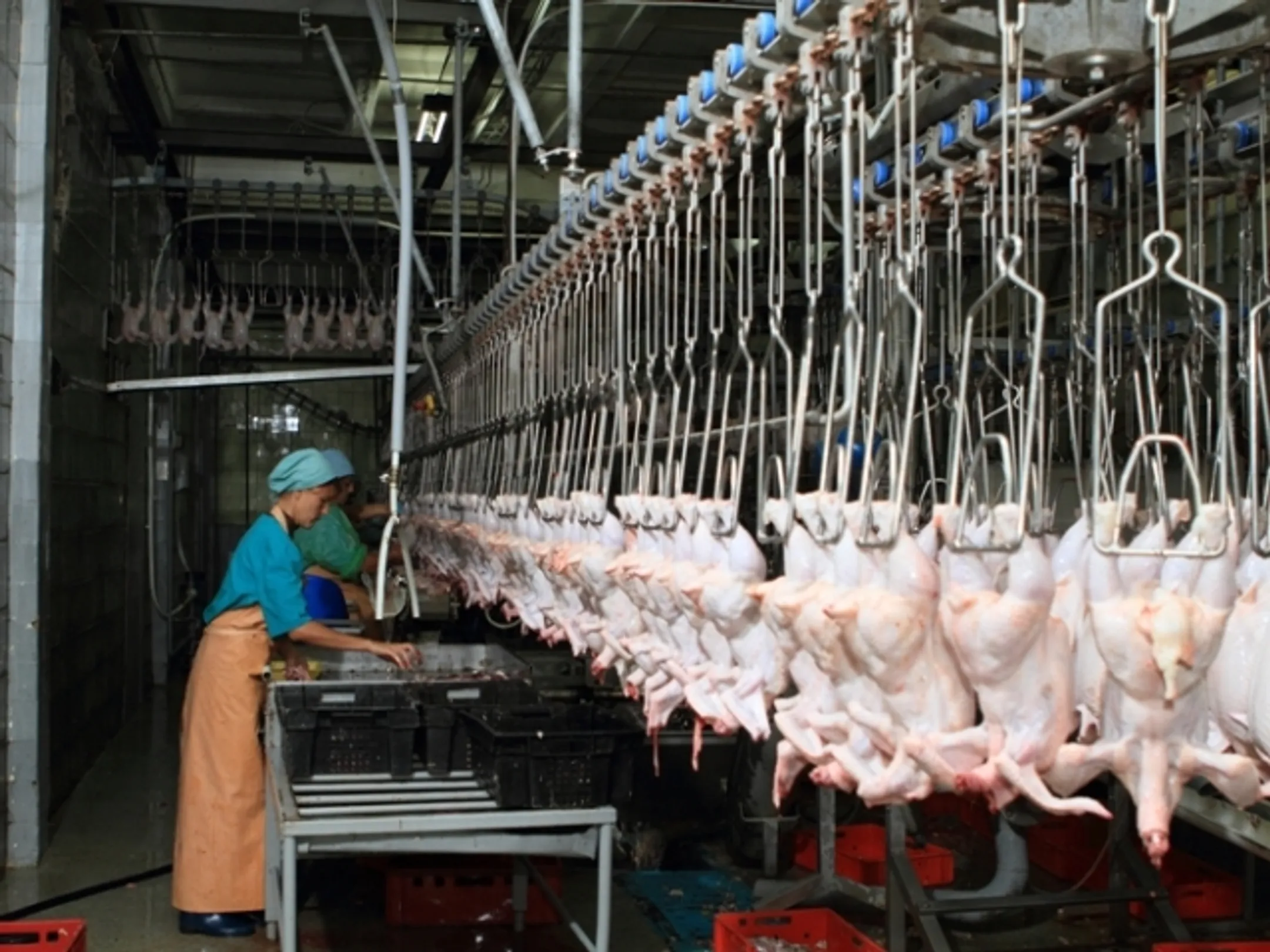 Продажи казахстанского мяса птицы упали на 30% - Image Kapital.kz