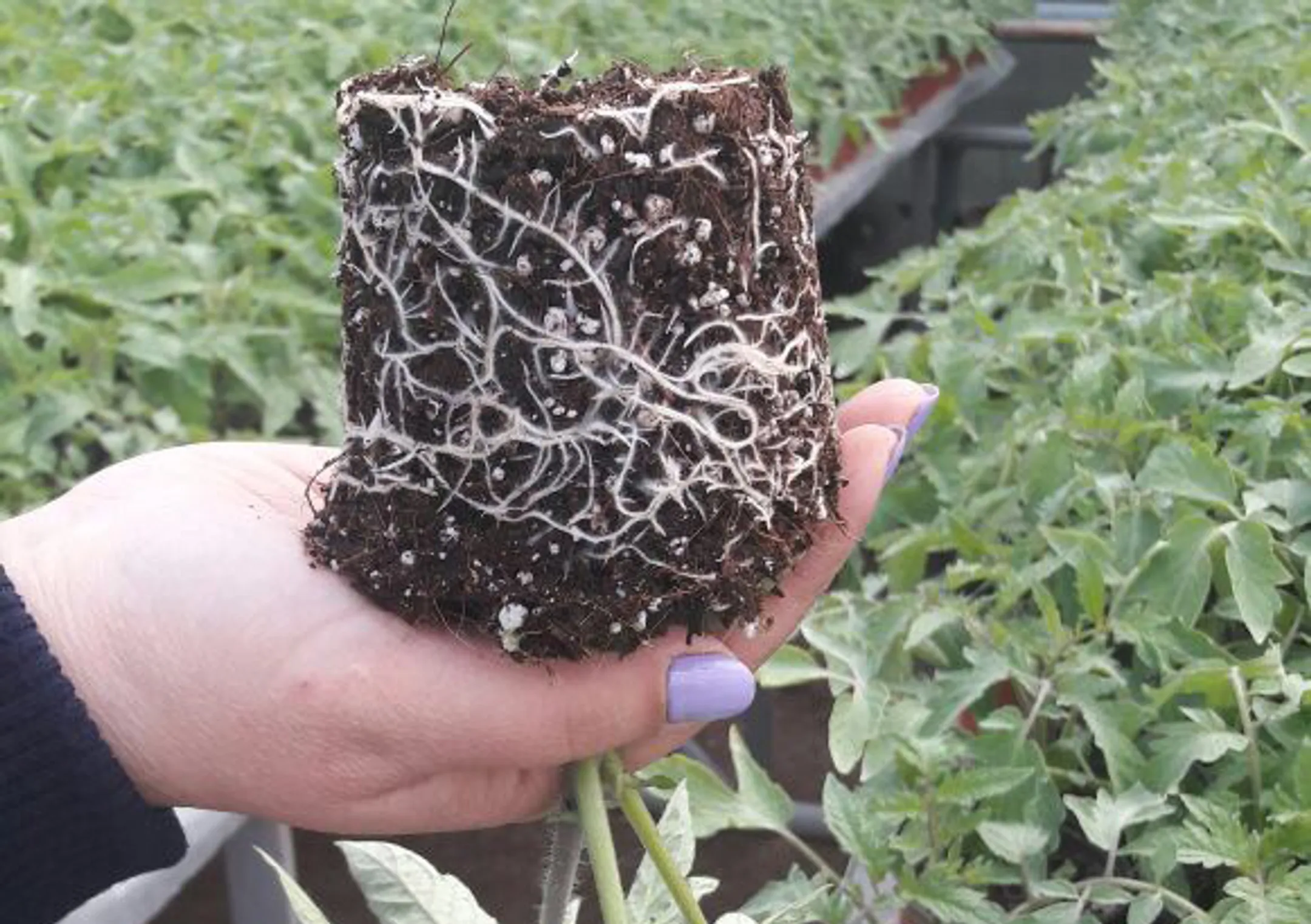 Социальный бизнес на вермитехнологиях - Image Kapital.kz