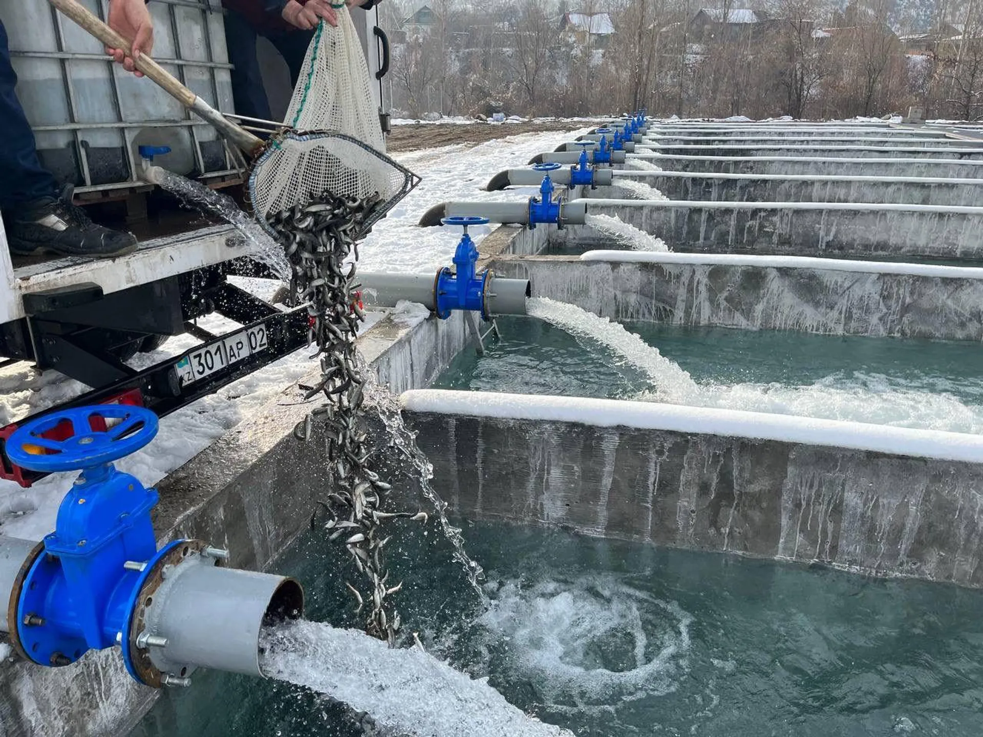 Капитал - В Алматинской области открыли новое рыбное хозяйство