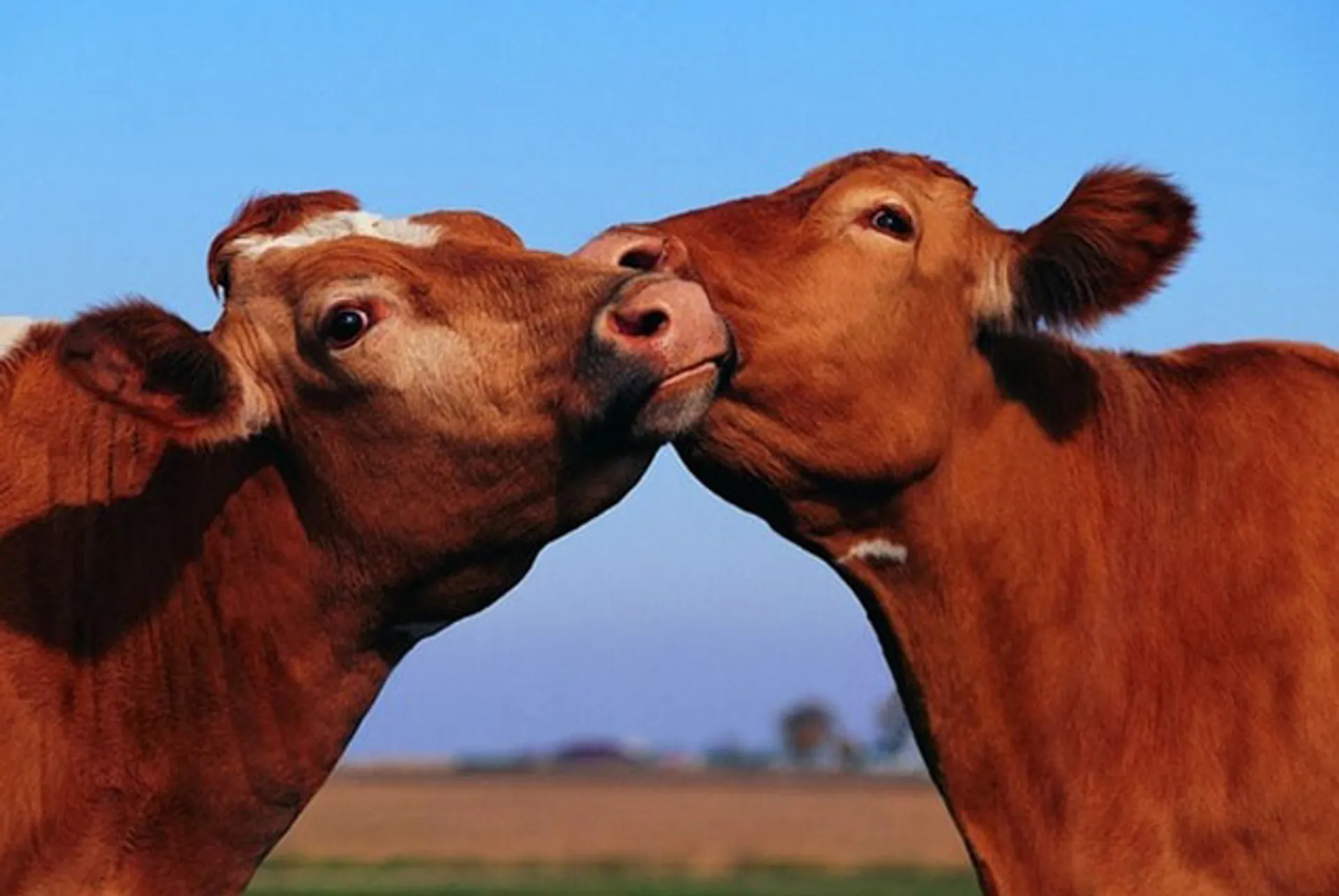 Капитал - Фермеры в СКО недовольны ежегодными затратами