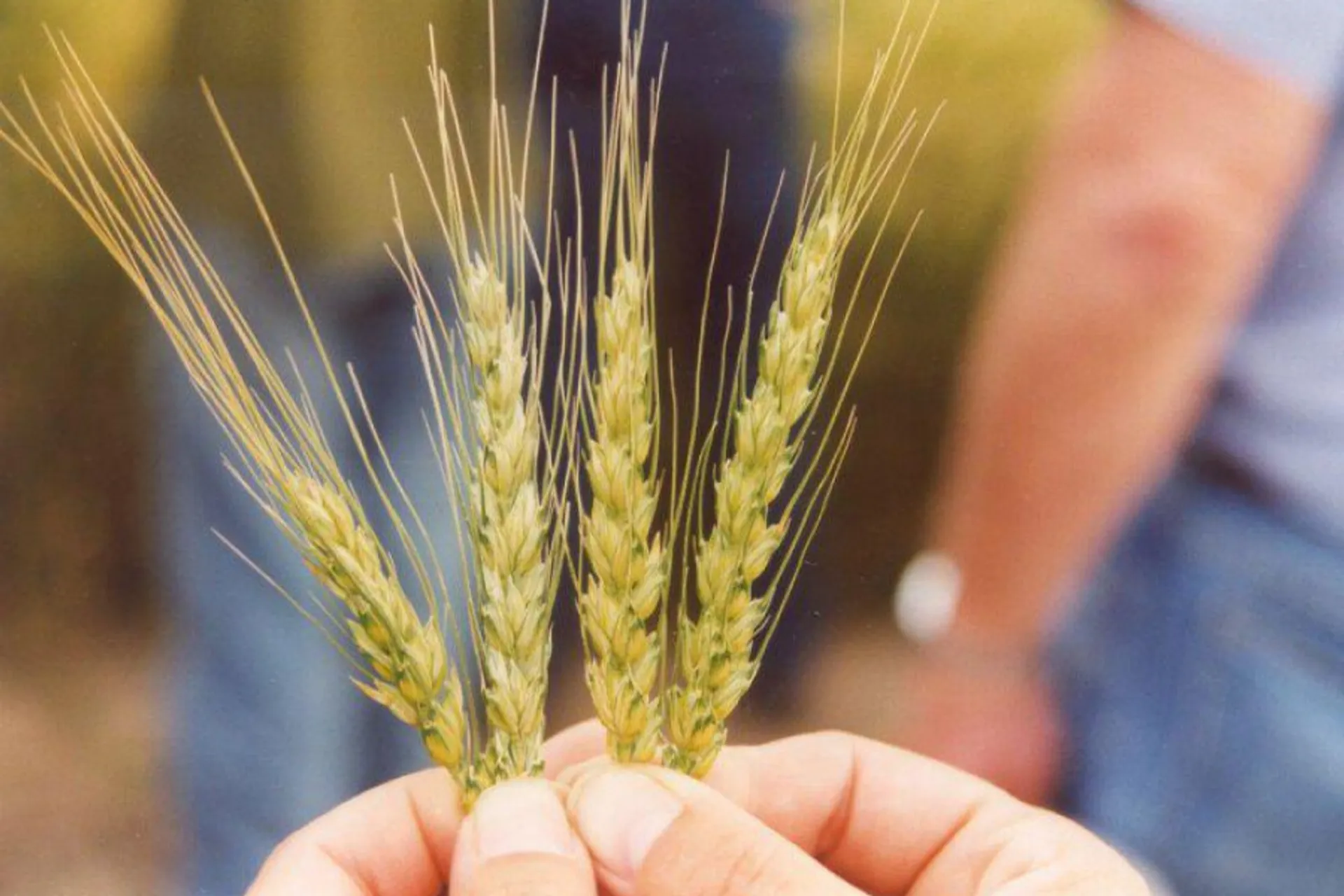 Капитал - Бакытжан Сагинтаев поручил оценить эффект от сельхозкооперации