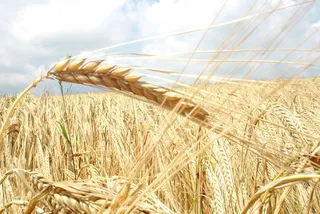 Капитал - Кризис на Украине ведет к росту цен на зерно
