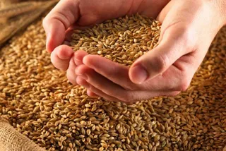 Капитал - МСХ намерено внедрить электронный реестр зерновых расписок