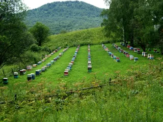 Капитал - Пчеловоды хотят создать реестр пасек РК и России