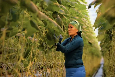 На микрокредитование сельчан выделят еще 14 млрд тенге