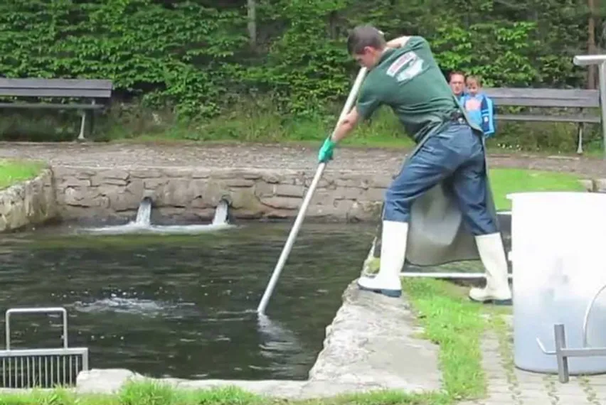 Капитал - На разведение ценных пород рыб предусмотрено 1,8 млрд тенге