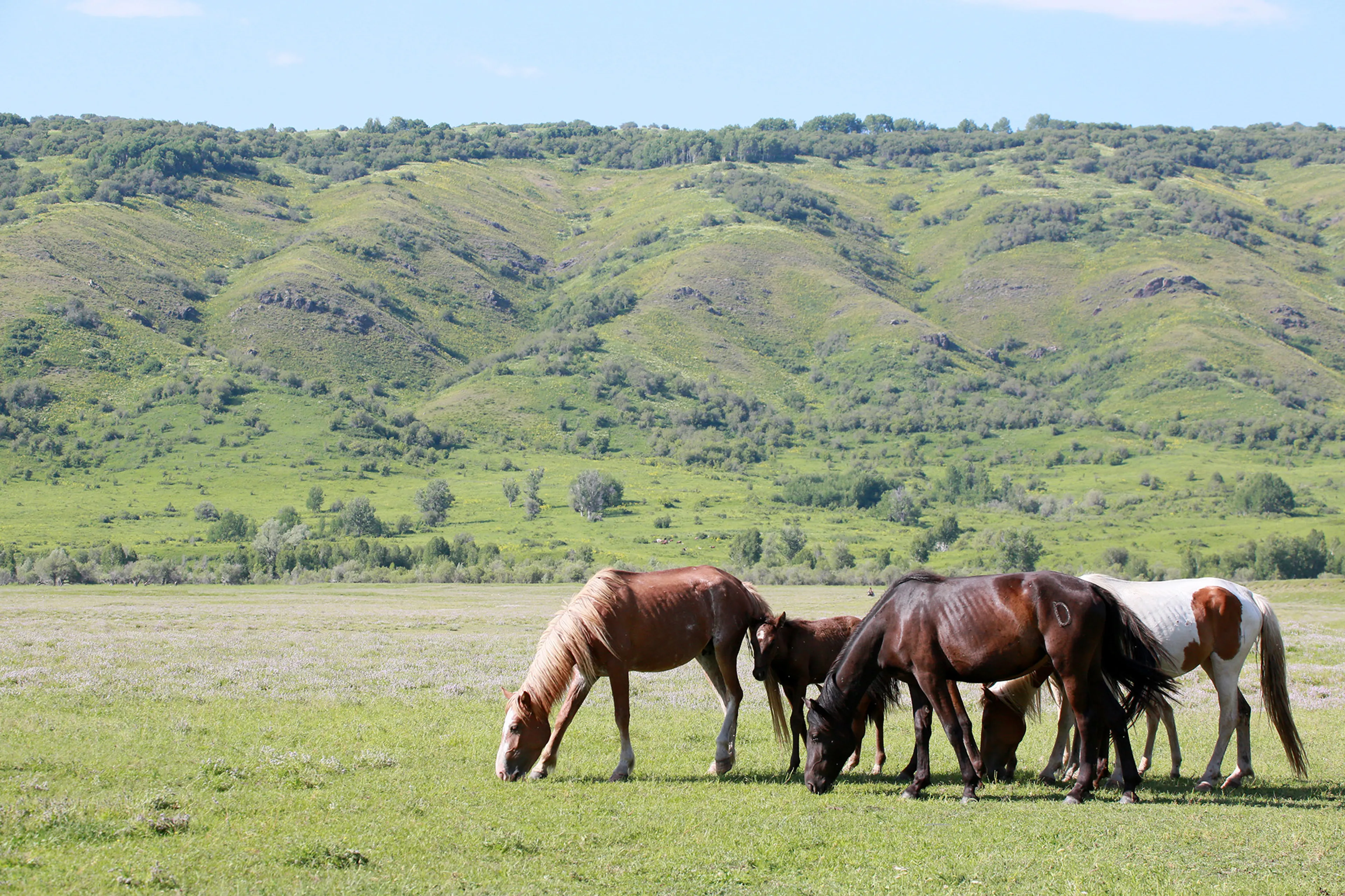 Капитал - В АПК планируют реализовать 700 инвестпроектов на 2,6 трлн тенге
