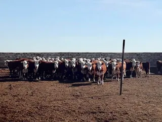 Капитал - Первые результаты обновленной программы Сыбаға