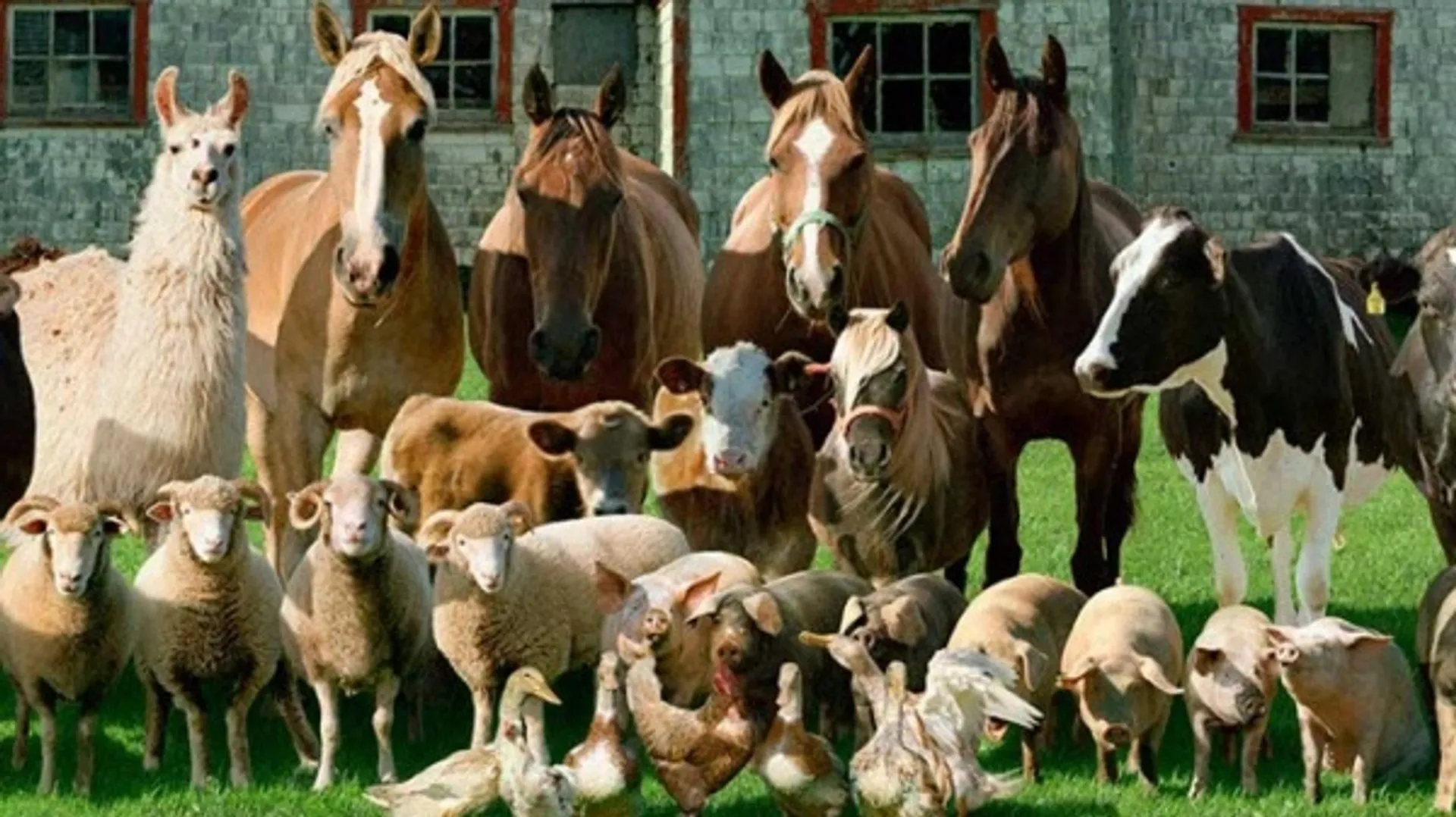 Капитал - Россельхознадзор запрещает ввоз зарегистрированных в РК ветпрепаратов