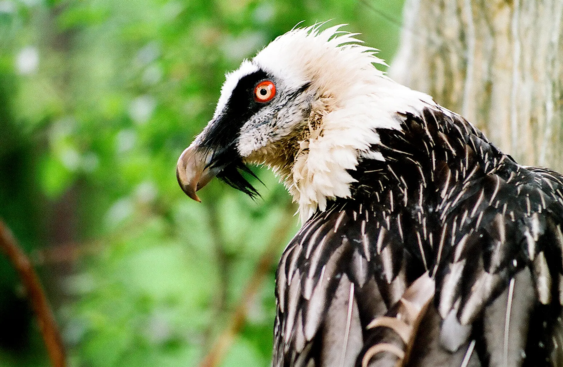 Капитал - Для реконструкции зоопарка Алматы привлекут иностранцев