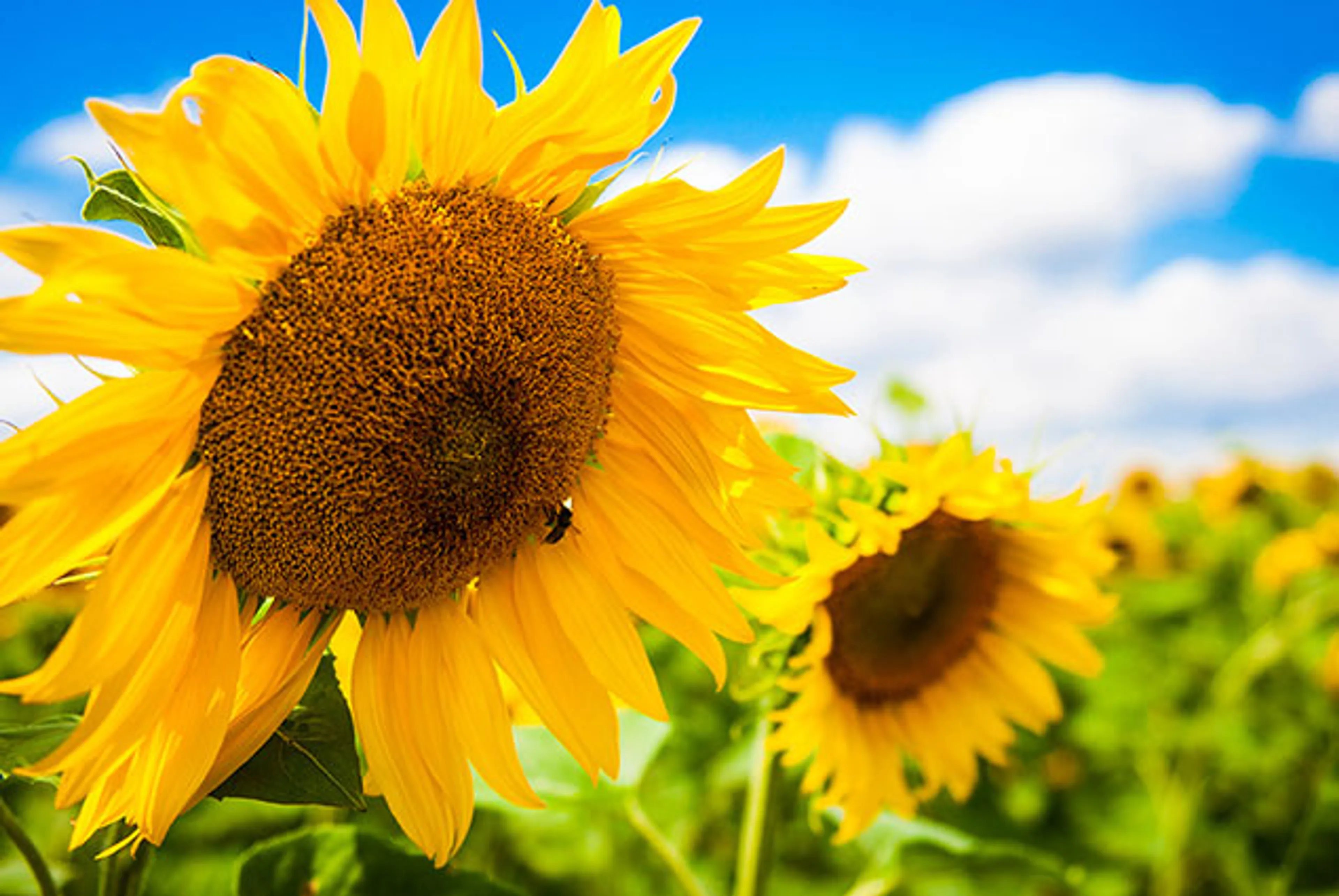 Капитал - Sinoma будет закупать сельхозпродукцию в Казахстане