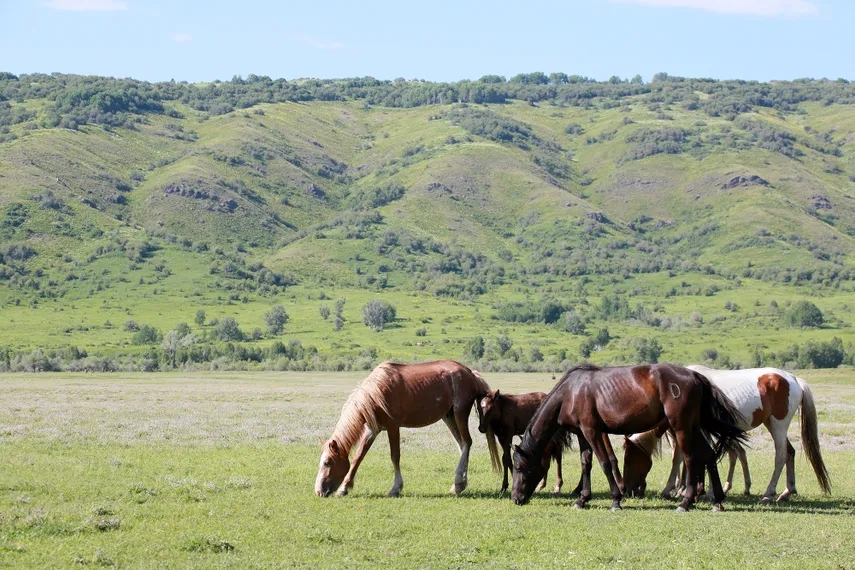 Капитал - В АПК планируют реализовать 700 инвестпроектов на 2,6 трлн тенге
