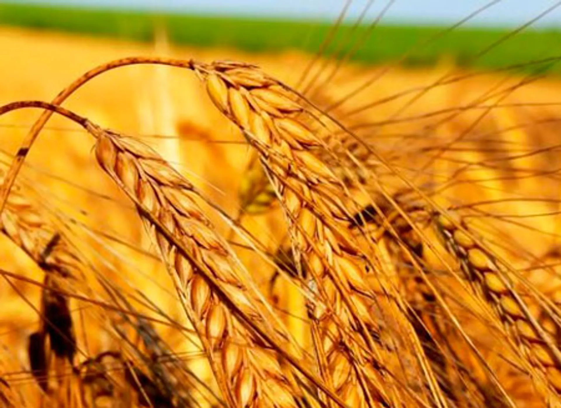 Капитал - В РК урожай зерновых составит 15 млн. тонн