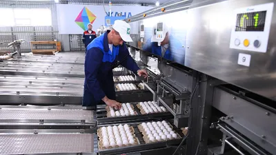 Бакытжану Сагинтаеву представили проект «Умная птицефабрика»