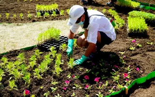 Капитал - В Нур-Султане продолжаются масштабные работы по озеленению