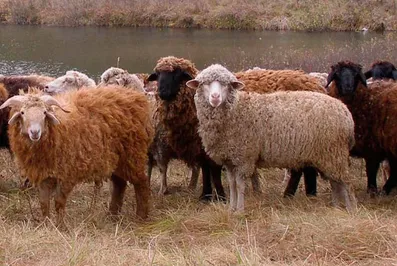 Кызылординская область готовится к экспорту