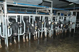 Капитал - Молочные фермы семейного типа поддержат субсидиями