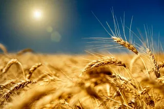 Капитал - Экспорт зерна из РК сократился на 32%