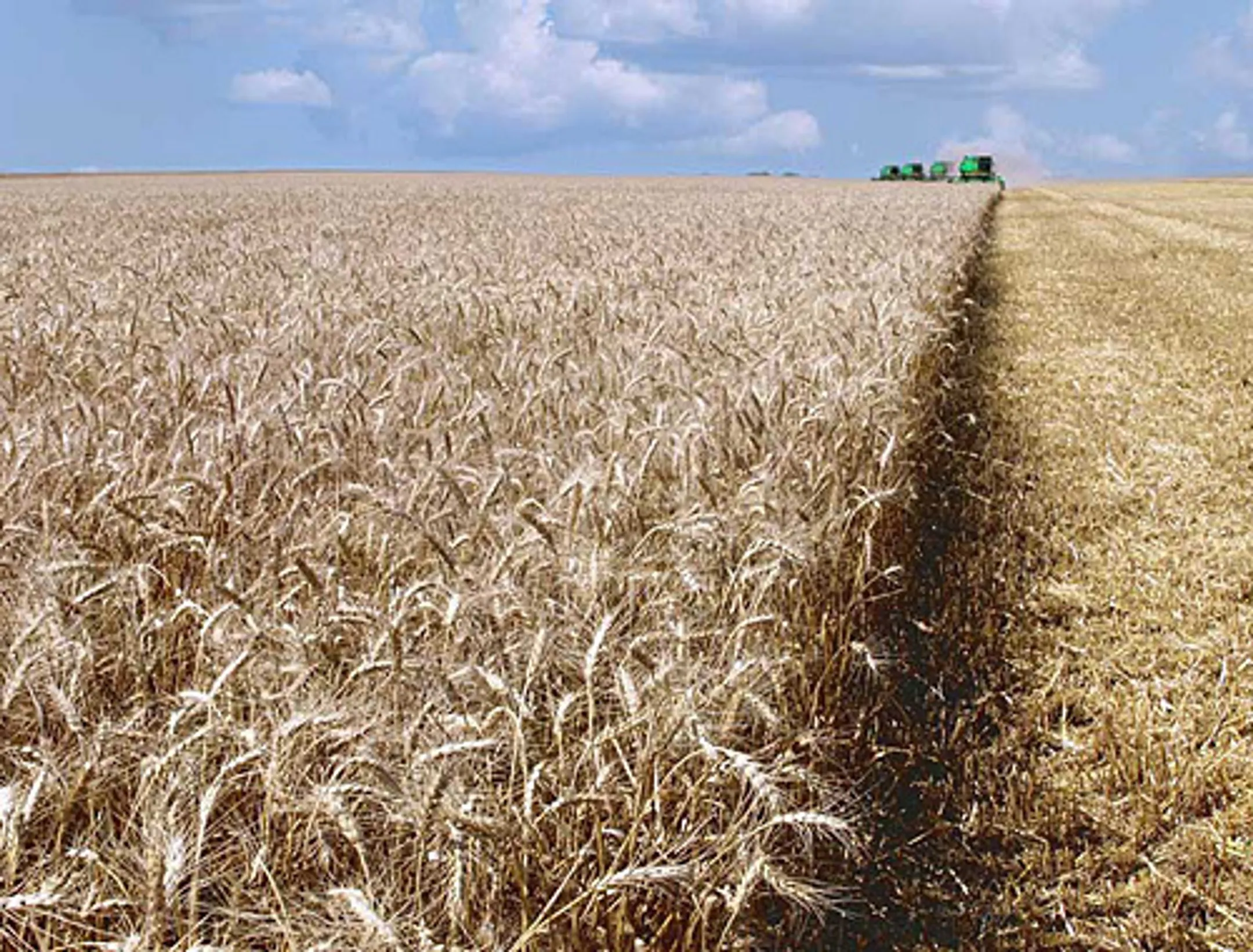 Урожай зерна в Казахстане не дотянет до 11 млн. тонн - Image Kapital.kz