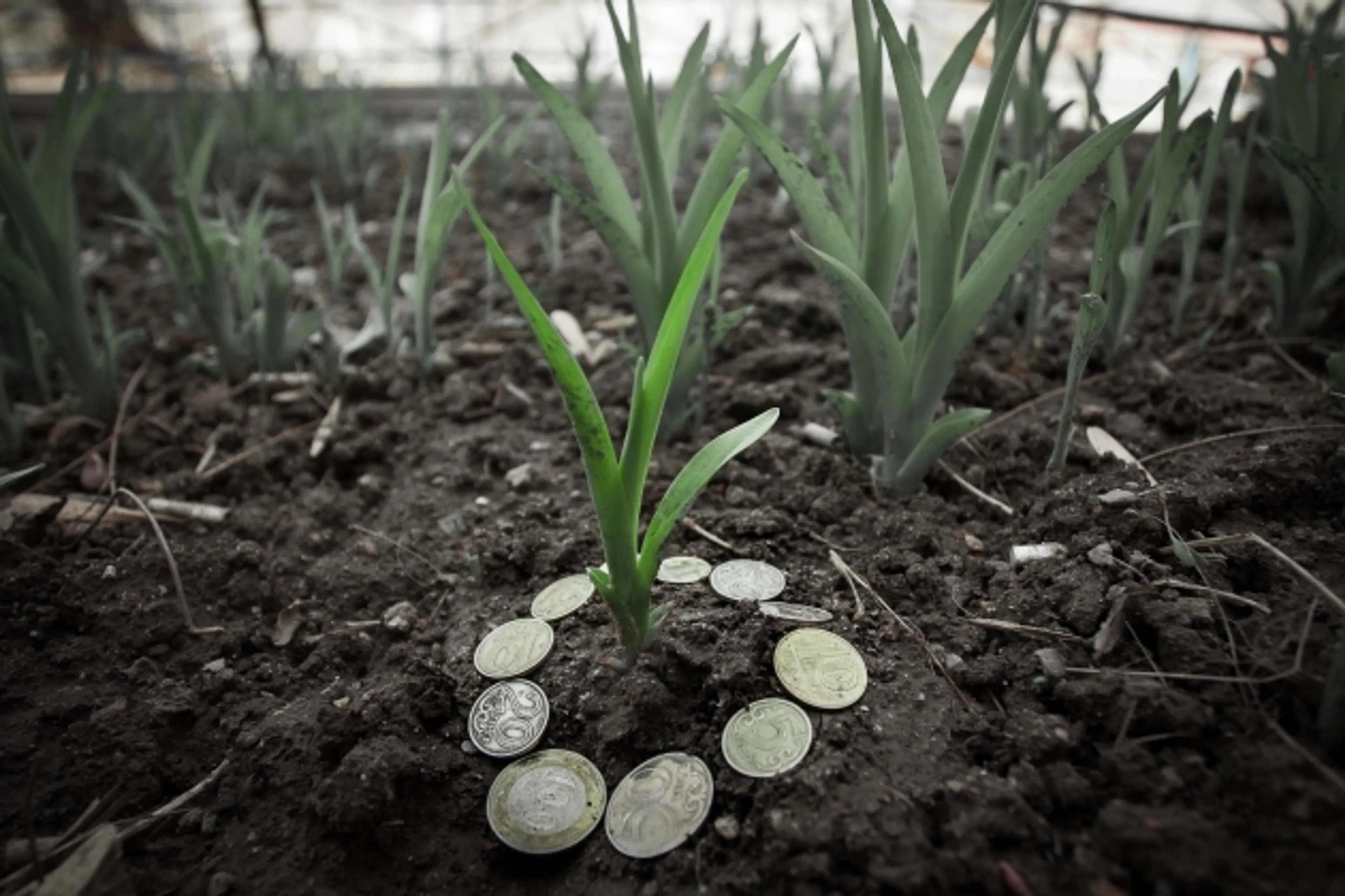 Капитал - Банки стали активнее кредитовать агробизнес