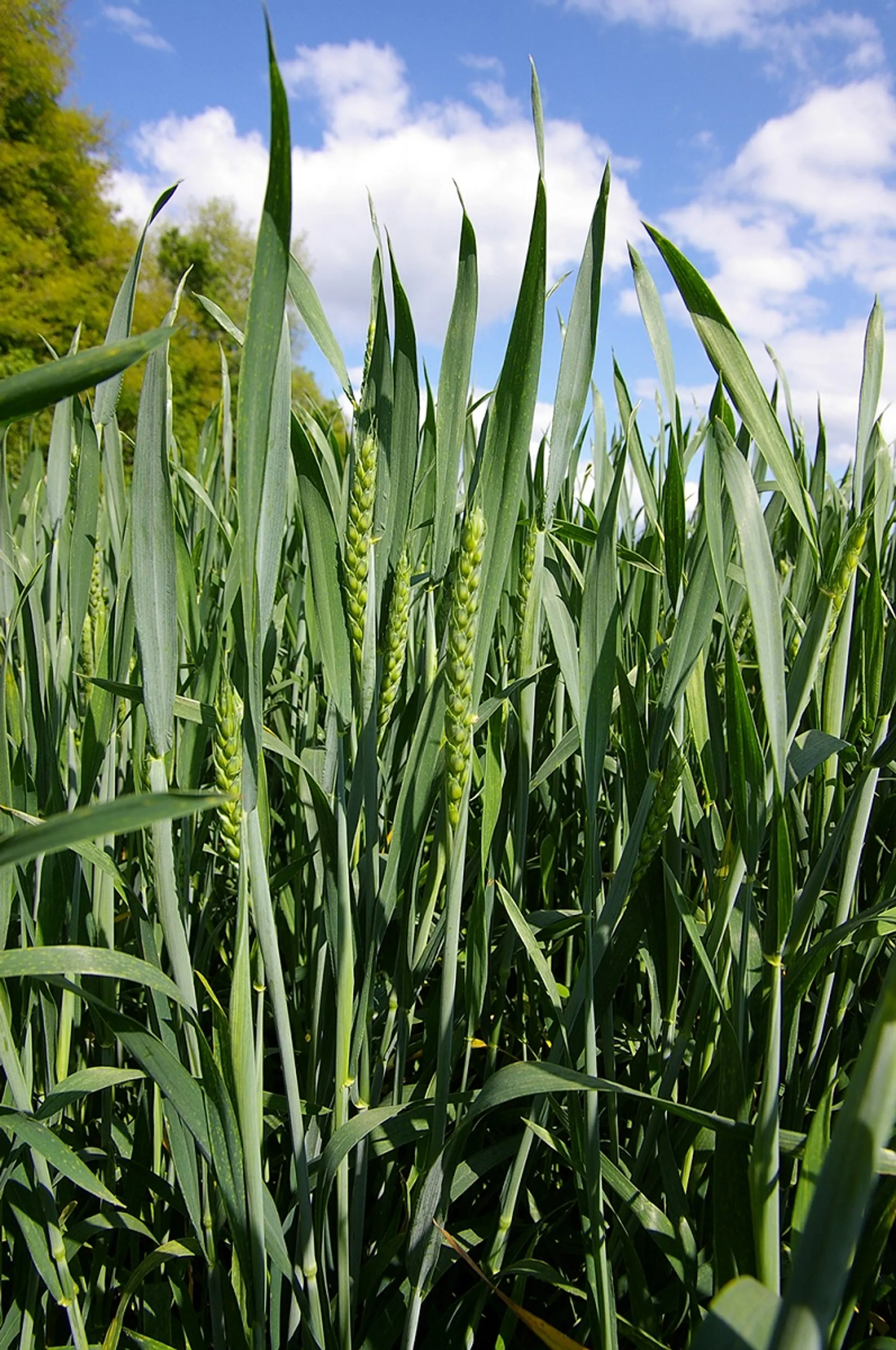 Капитал - Минсельхоз делает ставку на полигоны