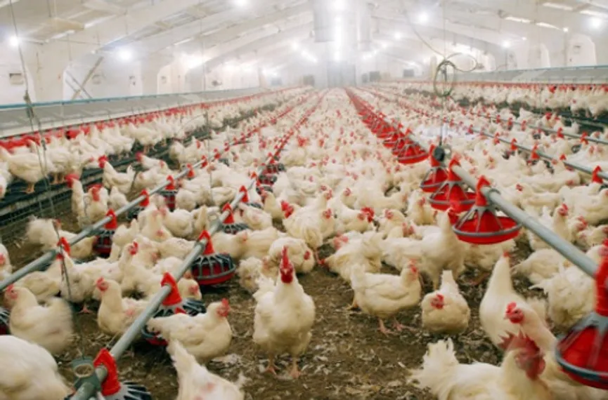 Капитал - Таможенный союз задумался о квотах для фермеров