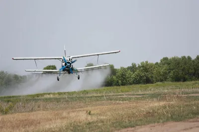 На борьбу с саранчой выделено 2,7 млрд тенге