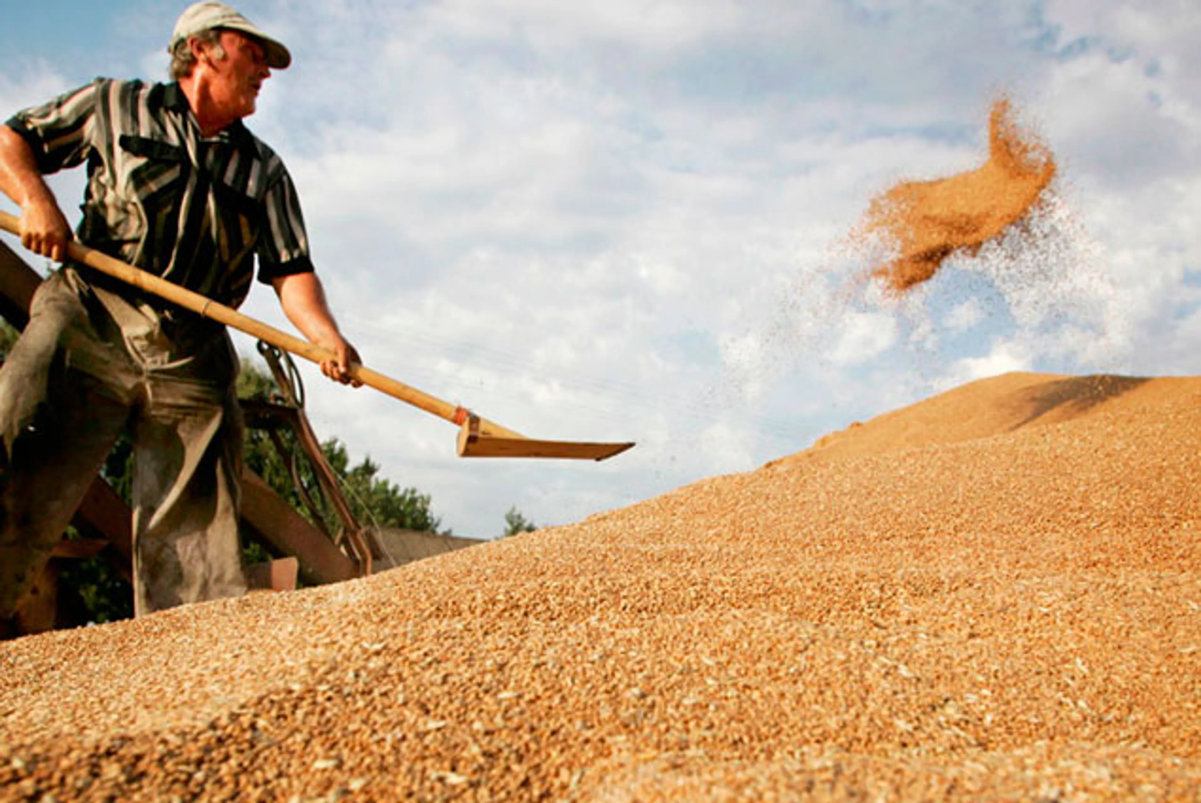 Капитал - В Акмолинской области похищено 20 тонн пшеницы