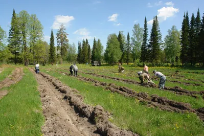 В РК для деградированных земель предусмотрена высадка лесов