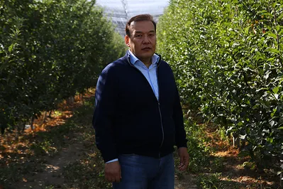 Яблочный бизнес: Как реализовать передовой проект