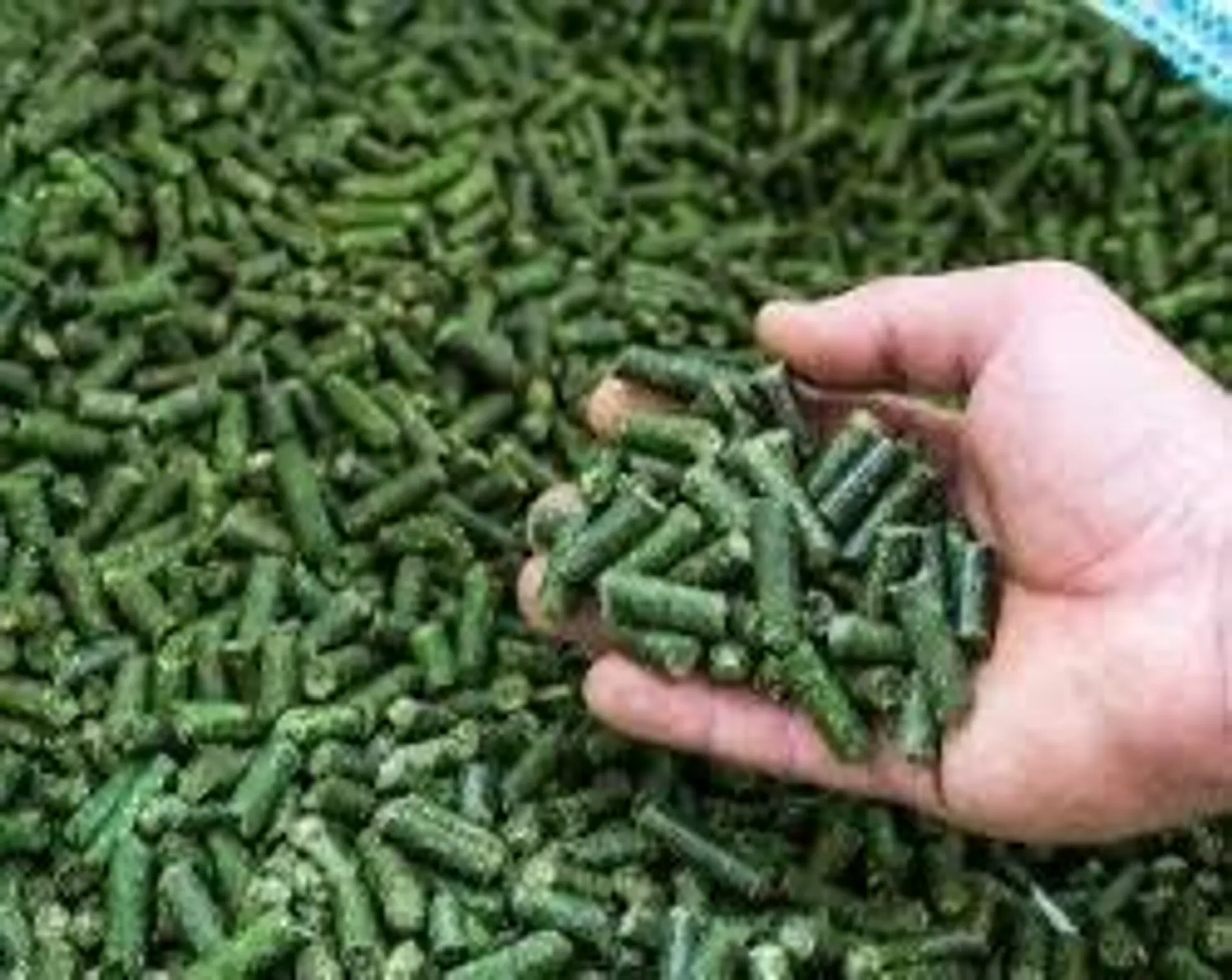 Фото: МСХ РК