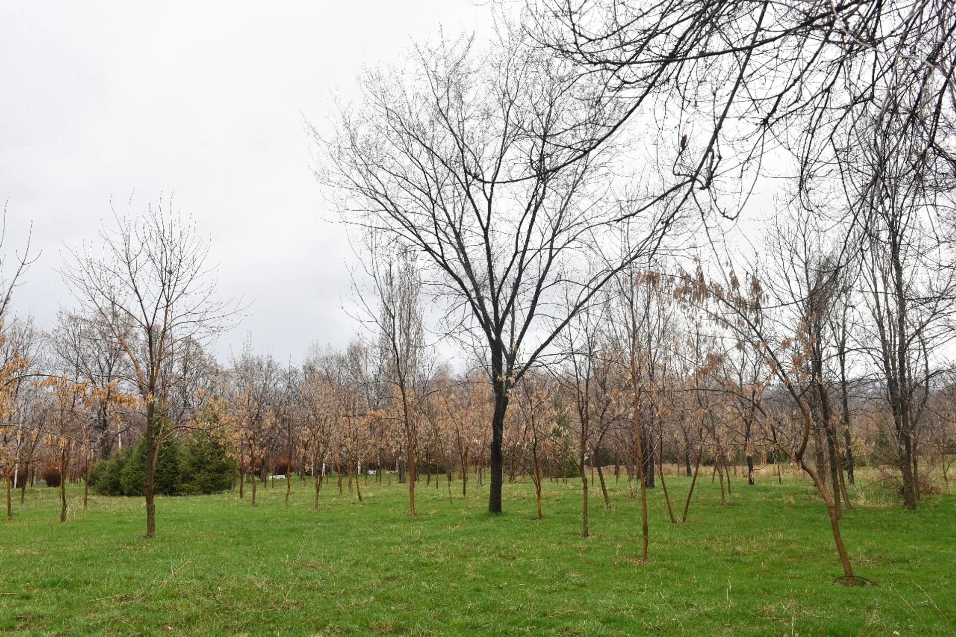 Капитал - В алматинском парке Южный не будут строить жилой комплекс