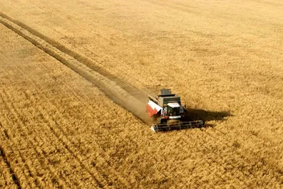 Россия может стать крупнейшим экспортером пшеницы