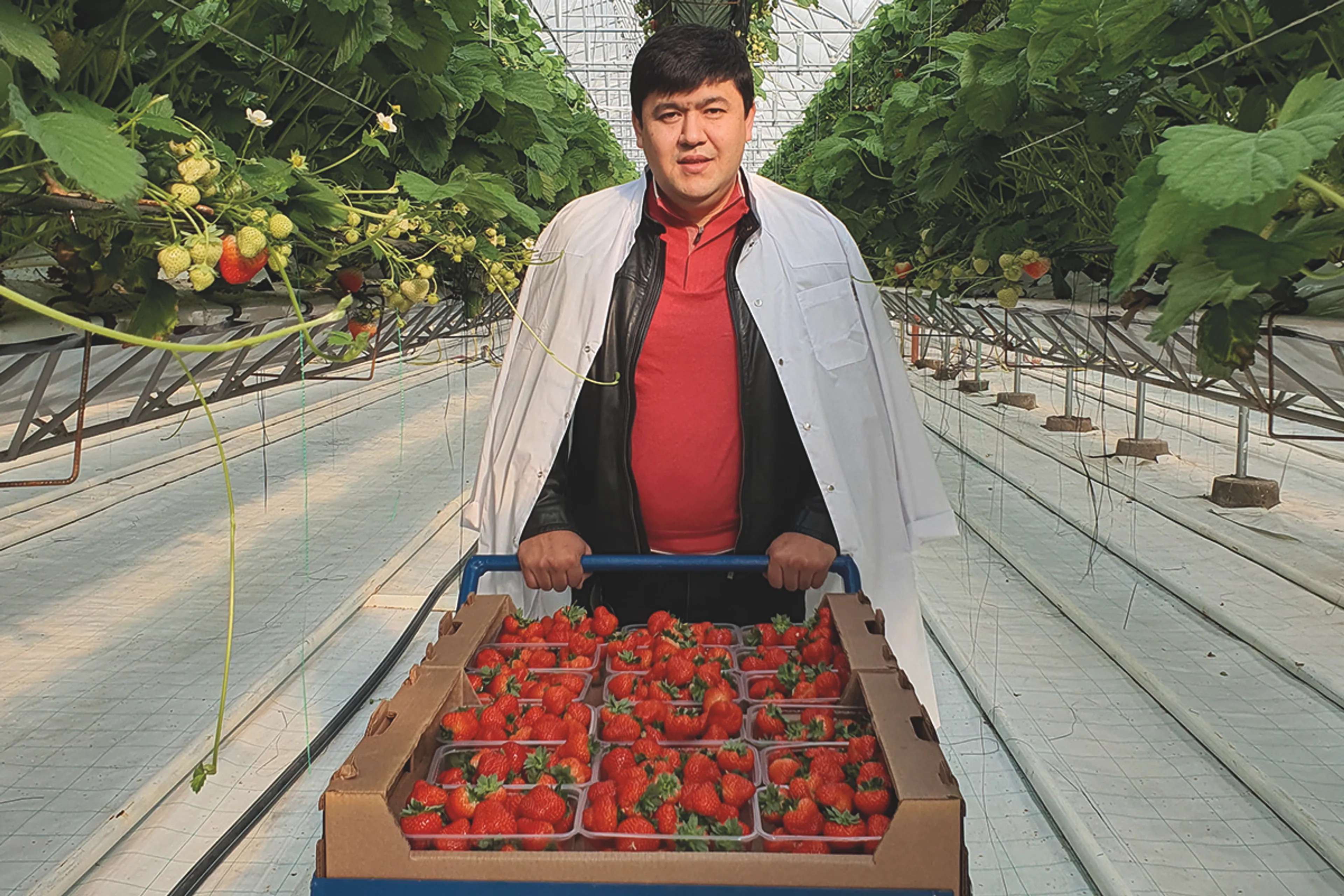 Капитал - Почему производителям ягоды невыгодно работать с ретейлерами