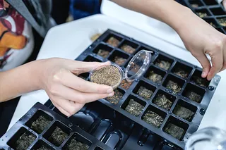 Капитал - Сити-фермерство – новый элемент городской экономики