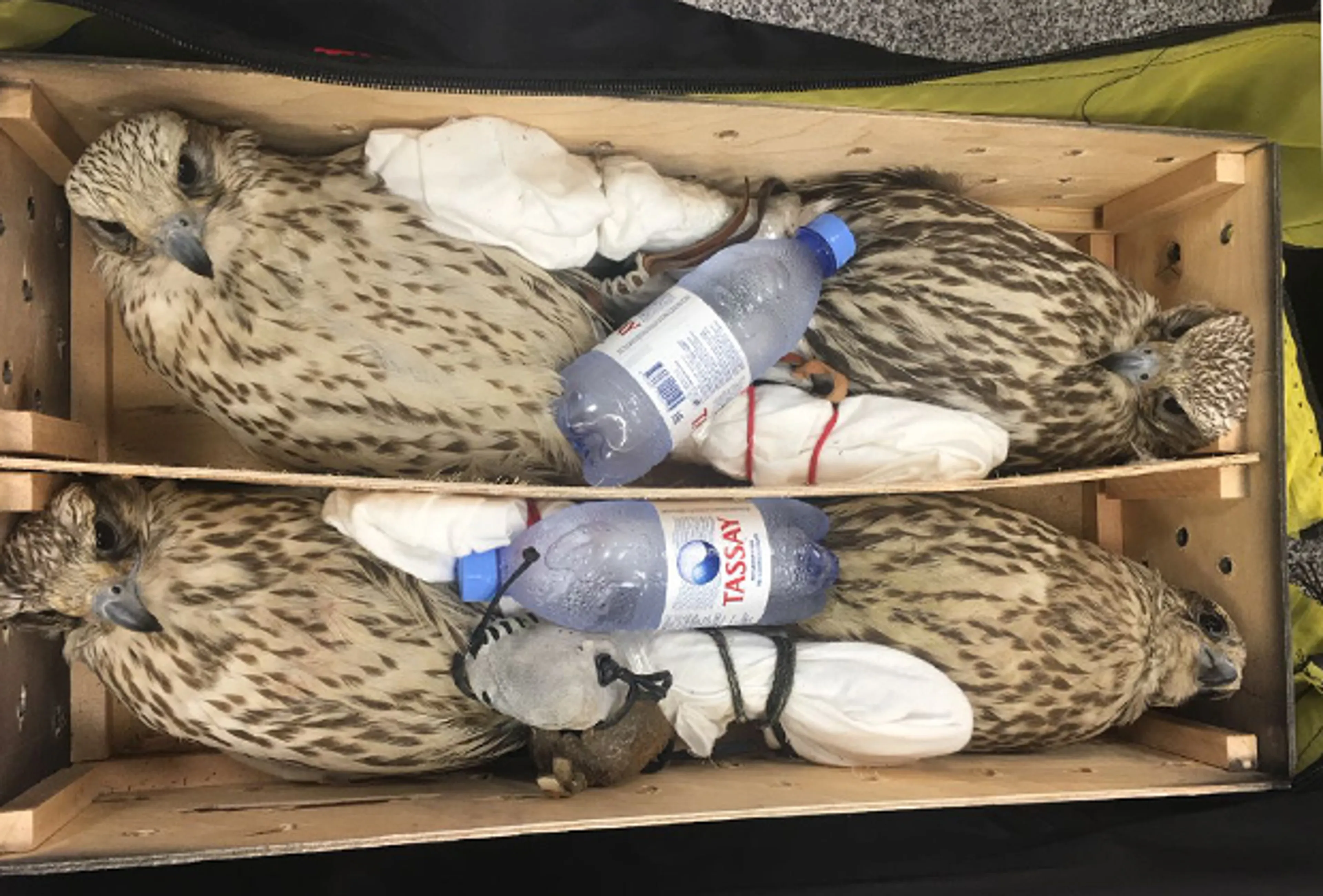 Капитал - Из Казахстана пытались вывезти краснокнижных соколов