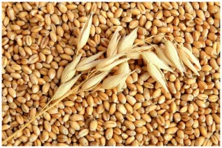 Капитал - Мировой сбор зерна может составить рекордные 2,85 млрд тонн