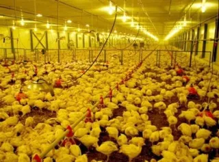 Капитал - Птицекомплекс вышел на проектную мощность