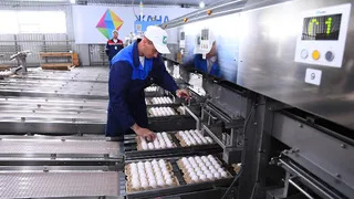 Капитал - Бакытжану Сагинтаеву представили проект «Умная птицефабрика»