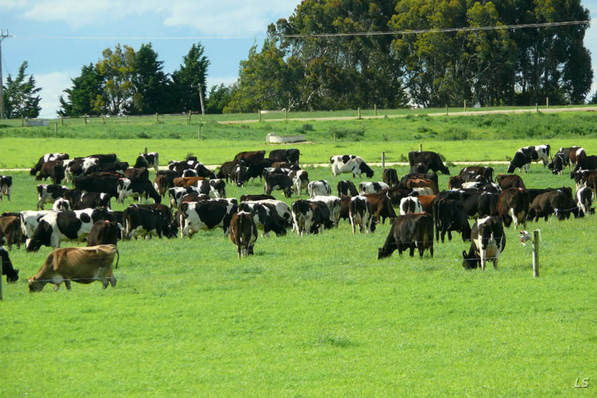 Капитал - В Казахстане возьмут под контроль использование пастбищ