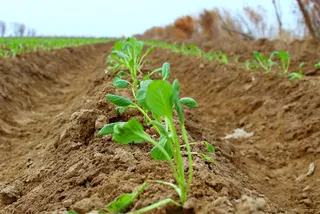 Капитал - АО Казмакта выплатило долг крестьянским хозяйствам